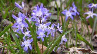 Avec leurs pétales bleus, lancs ou roses, les chionodoxas fleurissent dès le mois de février. Avec leurs pétales bleus, lancs ou roses, les chionodoxas fleurissent dès le mois de février.