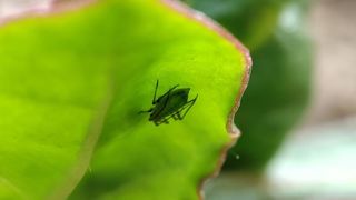 Les scientifiques ont notamment présenté lors d'une audition au Sénat des biosolutions innovantes pour lutter contre les ravageurs des cultures. Les scientifiques ont notamment présenté lors d'une audition au Sénat des biosolutions innovantes pour lutter contre les ravageurs des cultures.