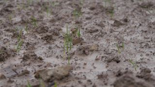 En cas d'excès d'eau, le système racinaire des céréales ne fonctionnera pas de manière optimale.