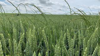 Le Parsada est un plan d’action stratégique pour l’anticipation du potentiel retrait des substances actives et le développement d’alternatives. Le Parsada est un plan d’action stratégique pour l’anticipation du potentiel retrait des substances actives et le développement d’alternatives.