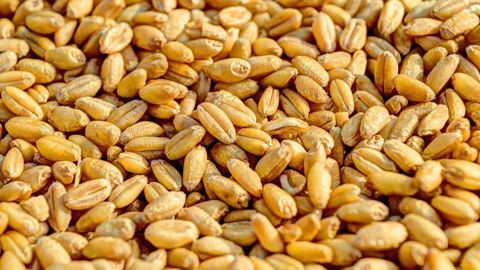 Le plan de résilience « Infrastructures 2030 », lancé par la section métiers du grain de la Coopération Agricole, devrait donner lieu début 2026 à la budgétisation des mesures présentées, en vue d'obtenir des financements.