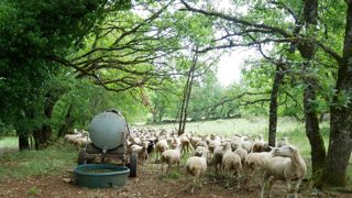 Les eaux de pluie récupérées et filtrées peuvent servir à abreuver les troupeaux (en bâtiment ou au pâturage) mais aussi à irriguer, nettoyer du matériel…