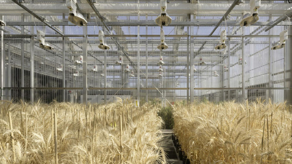 Les serres climatisées permettent d’imposer un stress maîtrisé aux cultures de blé.