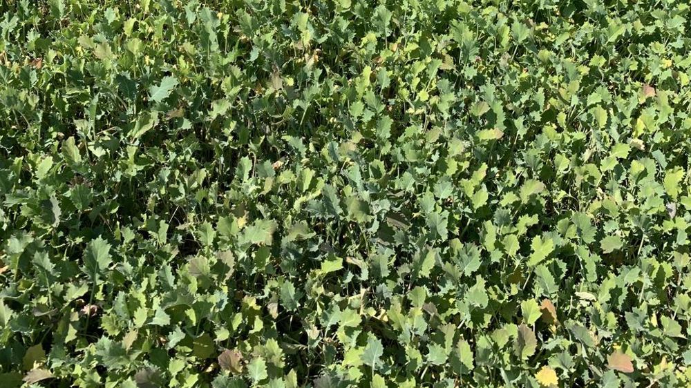 Couvert de colza fourrager