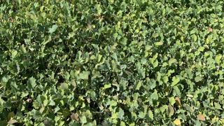 La pratique du pâturage des couverts d'interculture participe à la reconnexion cultures-élevages.