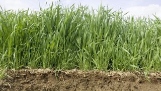 En agriculture de conservation des sols, la matière organique se concentre en surface. En agriculture de conservation des sols, la matière organique se concentre en surface.