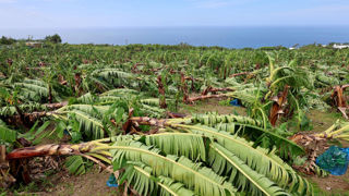 À la Réunion, le cyclone Garance a ravagé l'agriculture de l'île. À la Réunion, le cyclone Garance a ravagé l'agriculture de l'île.