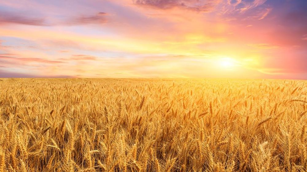 Champ de blé au soleil