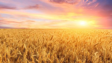 Le 3e Plan national d'adaptation au changement climatique comprend 52 mesures dont 2 dédiées à l'agriculture.