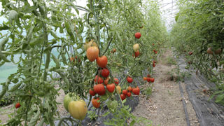 L’indice de fréquence de traitement total de la tomate est mesuré à 6,5 en tomates, contre 10,3 en 2018 et 2013. L’indice de fréquence de traitement total de la tomate est mesuré à 6,5 en tomates, contre 10,3 en 2018 et 2013.