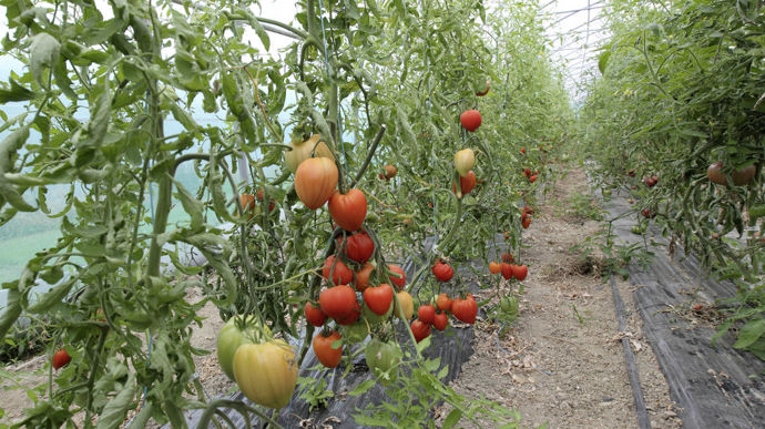 植物生産の治療頻度は減少しています
