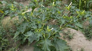 L'expansion du datura entraîne des risques de déclassement. Une problématique de plus en plus présente, en Nouvelle-Aquitaine notamment. L'expansion du datura entraîne des risques de déclassement. Une problématique de plus en plus présente, en Nouvelle-Aquitaine notamment.