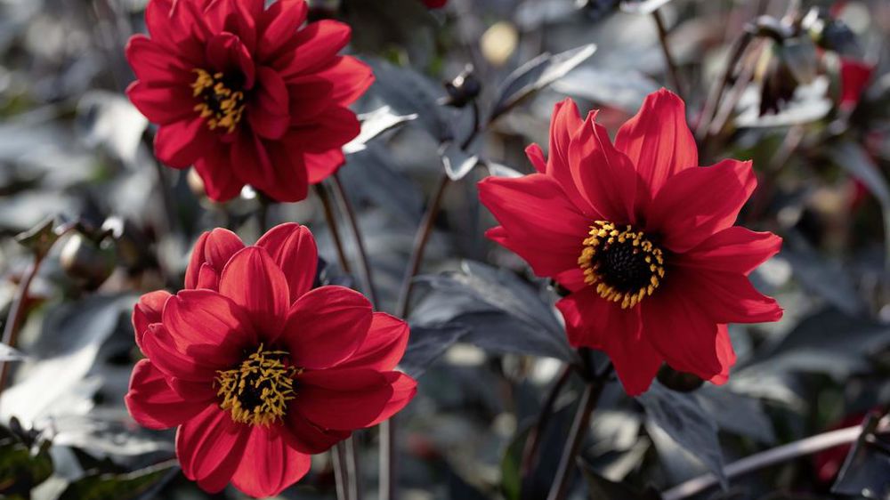 Dahlia pinnata 'Black Forest' Ruby.