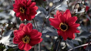 Dahlia pinnata 'Black Forest' Ruby. Dahlia pinnata 'Black Forest' Ruby.
