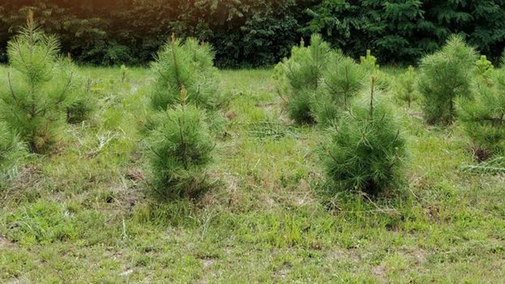 Pins maritimes issus d’embryons cultivés à 18, 23 ou 28°C en pleine terre, âgés ici de 5 ans.