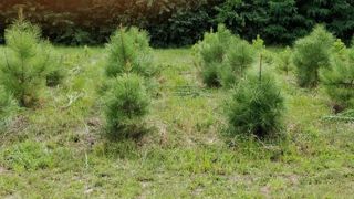 Pins maritimes issus d’embryons cultivés à 18, 23 ou 28°C en pleine terre, âgés ici de 5 ans. Pins maritimes issus d’embryons cultivés à 18, 23 ou 28°C en pleine terre, âgés ici de 5 ans.