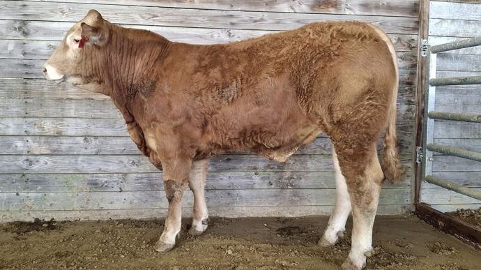 Le jour de la vente, le ring était bien rempli, complété par 300 enchérisseurs en ligne.