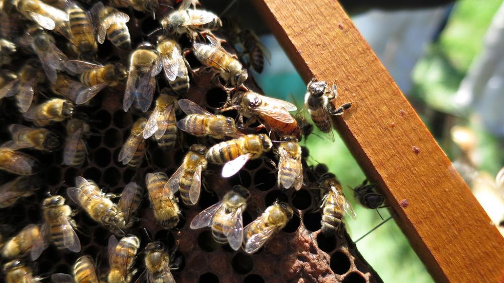 Le taux de mortalité des abeilles pourrait passer de 12 % à près de 40 % d'ici à quelques mois, selon le Réseau Biodiversité pour les Abeilles.