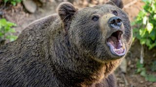 Le tribunal correctionnel de Foix juge un chasseur de 81 ans accusé d'avoir abattu une ourse qui venait de l’attaquer, en 2021, lors d’une battue au sanglier dans les Pyrénées. (Photo d'illustration) Le tribunal correctionnel de Foix juge un chasseur de 81 ans accusé d'avoir abattu une ourse qui venait de l’attaquer, en 2021, lors d’une battue au sanglier dans les Pyrénées. (Photo d'illustration)