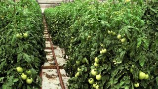 L'Anses rappelle que « l’absence de symptômes sur feuilles et l’apparition tardive des symptômes sur fruits enlèvent toute possibilité d’anticipation quant à l’application d’éventuelles mesures de gestion ». L'Anses rappelle que « l’absence de symptômes sur feuilles et l’apparition tardive des symptômes sur fruits enlèvent toute possibilité d’anticipation quant à l’application d’éventuelles mesures de gestion ».