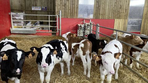 En moyenne, les génisses qui vêlent à 36 mois sont improductives sur près de la moitié de leur vie.