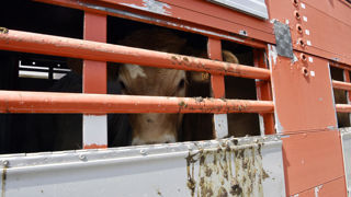 Le texte actuellement en discussion vise à remplacer le règlement de 2005 sur le transport animal, jugé insuffisant par certains et mal appliqué par d’autres. Le texte actuellement en discussion vise à remplacer le règlement de 2005 sur le transport animal, jugé insuffisant par certains et mal appliqué par d’autres.