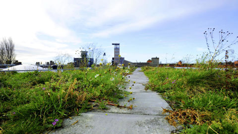 A Amsterdam, 10 000 m² de toits ont été équipés du système de toiture « bleue-verte ». A Amsterdam, 10 000 m² de toits ont été équipés du système de toiture « bleue-verte ».