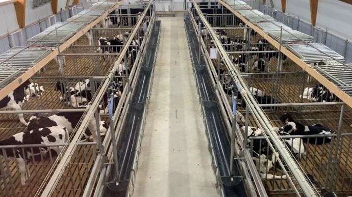 A Mauron dans le Morbihan, le Cirveau teste différentes modalités d'élevage pour les veaux de boucherie.