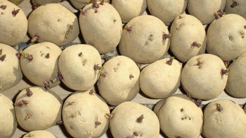Malgré leurs bonnes résolutions lors de l'épidémie du Covid, les particuliers n'ont pas planter davantage de pommes de terre dans leurs jardins.