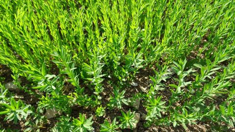 La filière lin oléagineux veut atteindre l'objectif de mise en terre de 50 000 ha d'ici 3 ans.