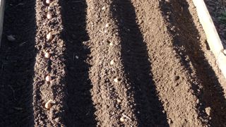 Associer au potager les oignons aux carottes offre une protection mutuelle contre les insectes.