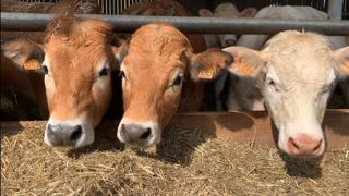Le manque d'offre, couplé à une demande ferme sur le marché européen a conduit à une importante hausse du cours du broutard sur le début de l'année 2025. Le manque d'offre, couplé à une demande ferme sur le marché européen a conduit à une importante hausse du cours du broutard sur le début de l'année 2025.