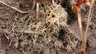 Les racines touchées par les nématodes, très ramifiées, ont un aspect chevelu. Cela provoque un fort affaiblissement des plantes (ici blé dur). Les racines touchées par les nématodes, très ramifiées, ont un aspect chevelu. Cela provoque un fort affaiblissement des plantes (ici blé dur).