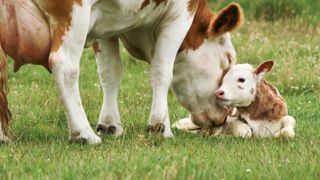 Infections respiratoires : la vaccination, facteur de durabilité