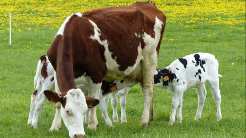 Les veaux gagnent 800 à 900 g de GMQ par jour sous mère nourrice au pâturage, jusqu'à 180 jours.