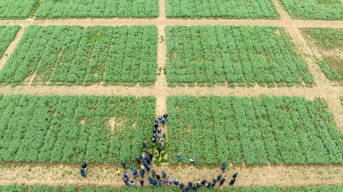 La construction d'ici fin 2025 de l'usine de Baule (Loiret) par Intact Invest, détenue par Intact et la Banque des territoires, devrait aboutir à la production d'une gamme d'ingrédients végétaux issus de légumineuses.