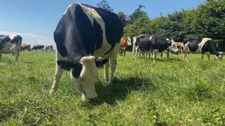 A partir des données du Réseau d'information comptable agricole (Rica), Vincent Chatellier a comparé les revenus des éleveurs de ruminant en système maïs fourrage et en système herbe. Au global, sur les 14 dernières années, les élevage non herbagers affichent de meilleurs résultats comptables. A partir des données du Réseau d'information comptable agricole (Rica), Vincent Chatellier a comparé les revenus des éleveurs de ruminant en système maïs fourrage et en système herbe. Au global, sur les 14 dernières années, les élevage non herbagers affichent de meilleurs résultats comptables.