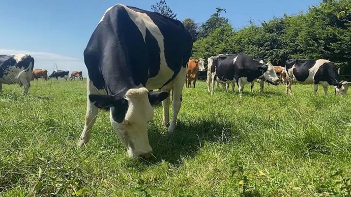 A partir des données du Réseau d'information comptable agricole (Rica), Vincent Chatellier a comparé les revenus des éleveurs de ruminant en système maïs fourrage et en système herbe. Au global, sur les 14 dernières années, les élevage non herbagers affichent de meilleurs résultats comptables.