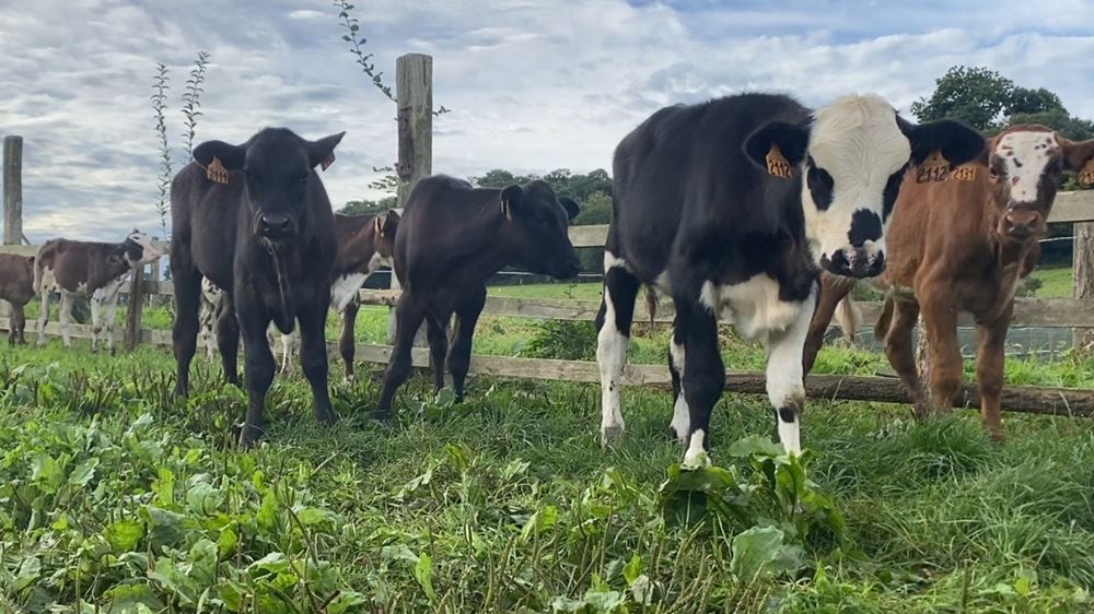 Selon la FNB, le manque de veaux dû à la maladie sur la période de vêlage 2024 s'élève à plus de 100 000.