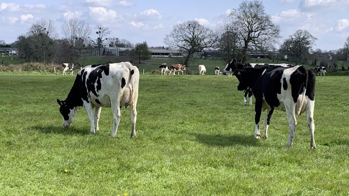 En Normandie, la collecte de lait est en progression depuis 2006, particulièrement dans la Manche et dans l'Orne.