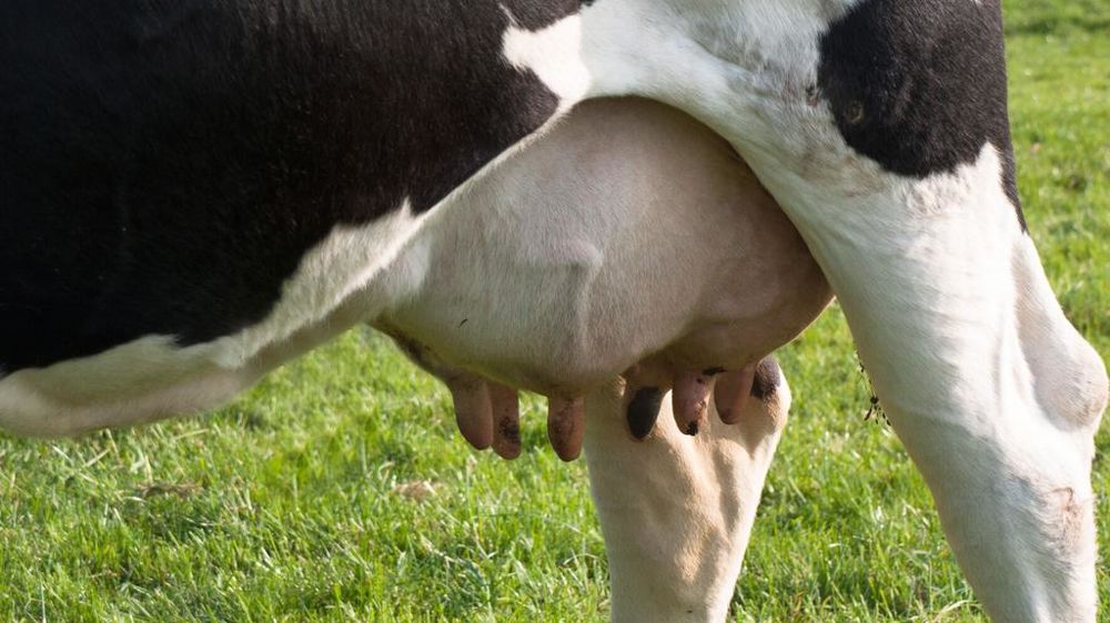 Mamelle de vache à 6 trayons