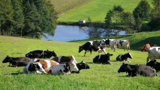 Les éleveurs peuvent provisionner jusqu'à 15 000 € par exercice en cas d'augmentation de la valeur de leur stock de vaches. Les éleveurs peuvent provisionner jusqu'à 15 000 € par exercice en cas d'augmentation de la valeur de leur stock de vaches.