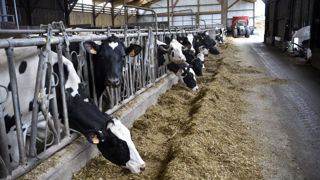 L'objectif de la provision est d'inciter les éleveurs à recapitaliser leurs cheptels.