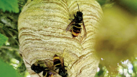 Stratégie et plan national de lutte contre le frelon asiatique à pattes jaunes. Stratégie et plan national de lutte contre le frelon asiatique à pattes jaunes.
