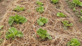 Le mulch testé sur chou chinois a permis de réduire la population d’altises. Le mulch testé sur chou chinois a permis de réduire la population d’altises.