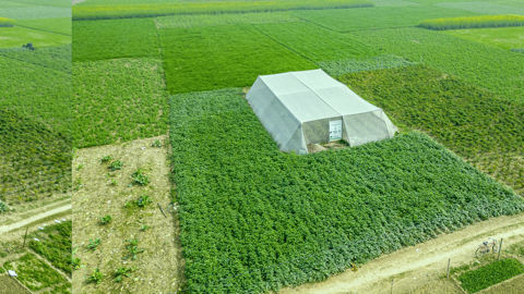 Cette serre modulable permet aux producteurs de protéger leurs cultures et améliorer leurs revenus.