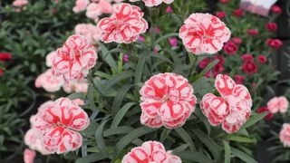 Dianthus 'Specialties' Raspberry Eyes.