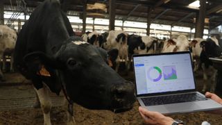 Un atelier pratique portera sur l'utilisation de l'intelligence artificielle au service de la santé des animaux d'élevage.