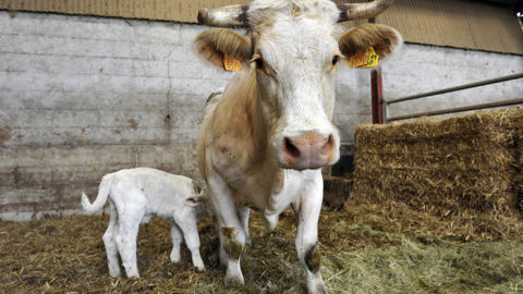 Les éleveurs qui constatent une hausse de la valeur de leurs stocks de vaches laitières et allaitantes pourront comptabiliser l’équivalent comme une charge déductible.