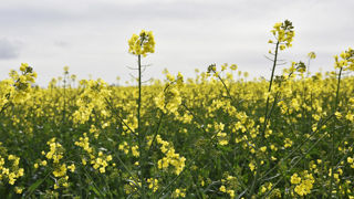 Après une récolte européenne 2024 faible, la disponibilité restreinte en graines jusqu’à l’arrivée des nouveaux volumes tend la fin de campagne.